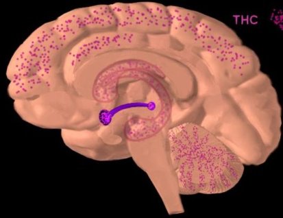 canabis-creier-1.jpg