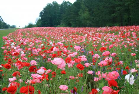 Field_of_Flowers.preview